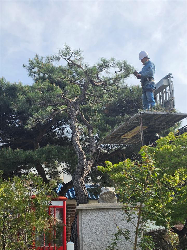수목 옆 높은 작업대에 올라선 작업자